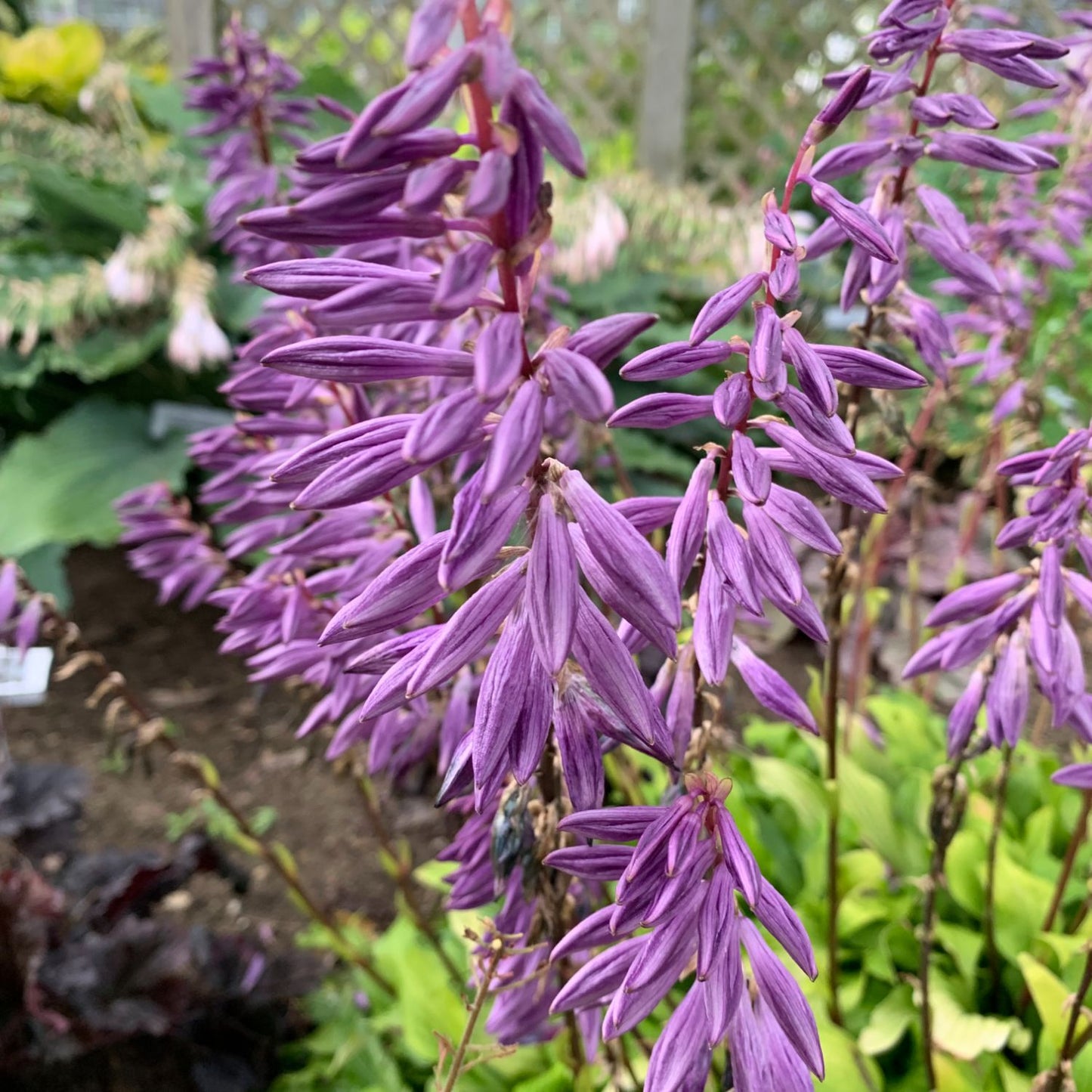 Close-up of tall spikes of purple, unopened 'Time in A Bottle' Hosta flowers rise above lush green leaves with a softly blurred wooden fence and more plants in the background - Photo Courtesy of Walters Gardens, Inc.