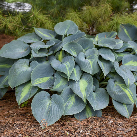 Touch of Class' Hosta - Photo Courtesy of Walters Gardens, Inc.