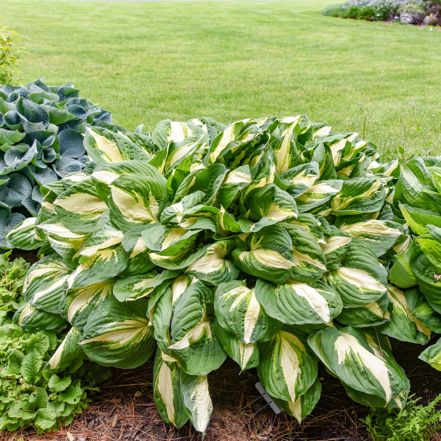 The 'Vulcan' Hosta features broad green leaves with creamy white centers among other shade perennials in the garden, with a lawn visible nearby - Photo Courtesy of Walters Gardens, Inc.