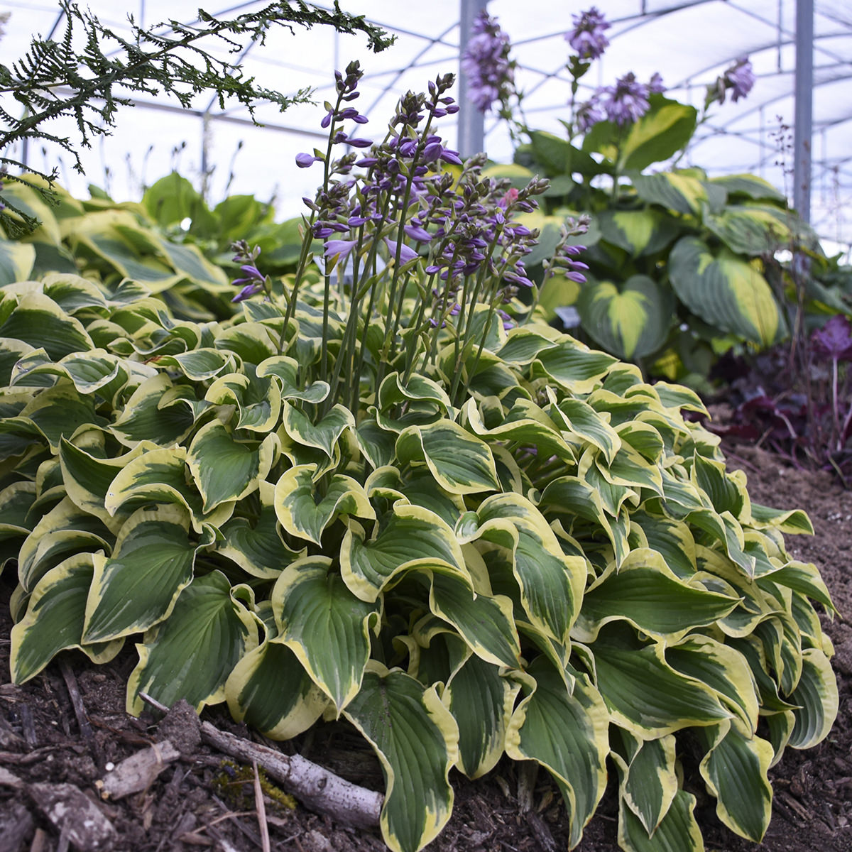 ‘Wrinkle in Time’ Hosta is a standout shade perennial with green leaves edged in yellow and tall stems of small purple flowers. Ideal for borders, it thrives among other hostas and leafy plants in the garden or greenhouse - Photo Courtesy of Walters Gardens, Inc.