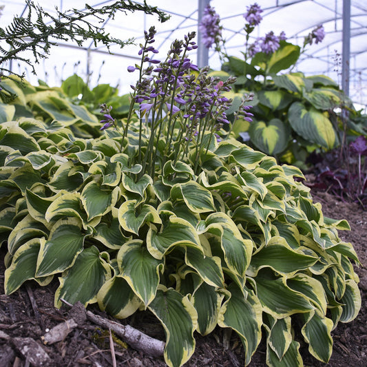 Wrinkle in Time' Hosta - Photo Courtesy of Walters Gardens, Inc.
