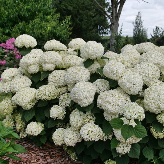 Incrediball Storm Proof™ Smooth Hydrangea - Photo Courtesy of Proven Winners, Inc.