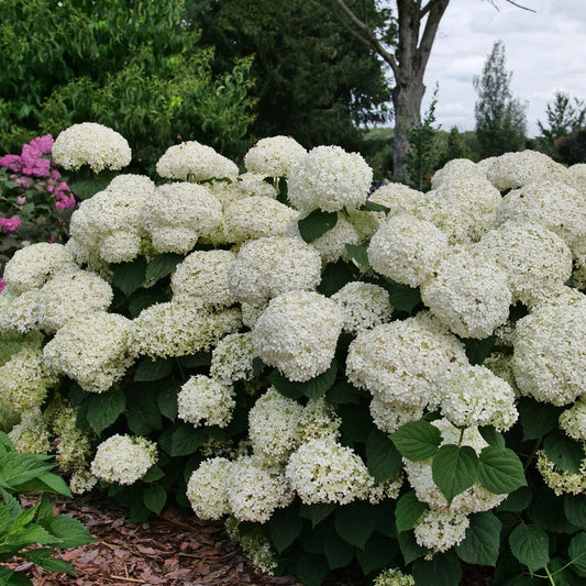 An Incrediball Storm Proof™ Smooth Hydrangea with sturdy stems and large white flower clusters stands amid dark green leaves in a garden, surrounded by trees and other plants. - Photo Courtesy of Proven Winners, Inc.