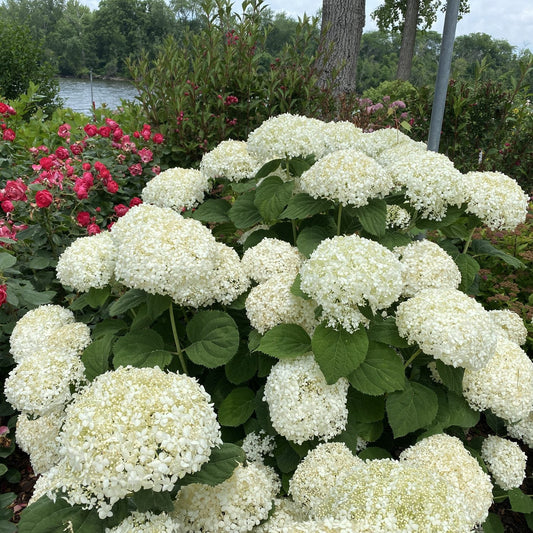 In the foreground, large white Incrediball Storm Proof™ Smooth Hydrangea flowers with sturdy stems bloom among green leaves, while pink roses and lush greenery appear behind. Trees and a body of water are visible in the cloudy background. - Photo Courtesy of Proven Winners, Inc.