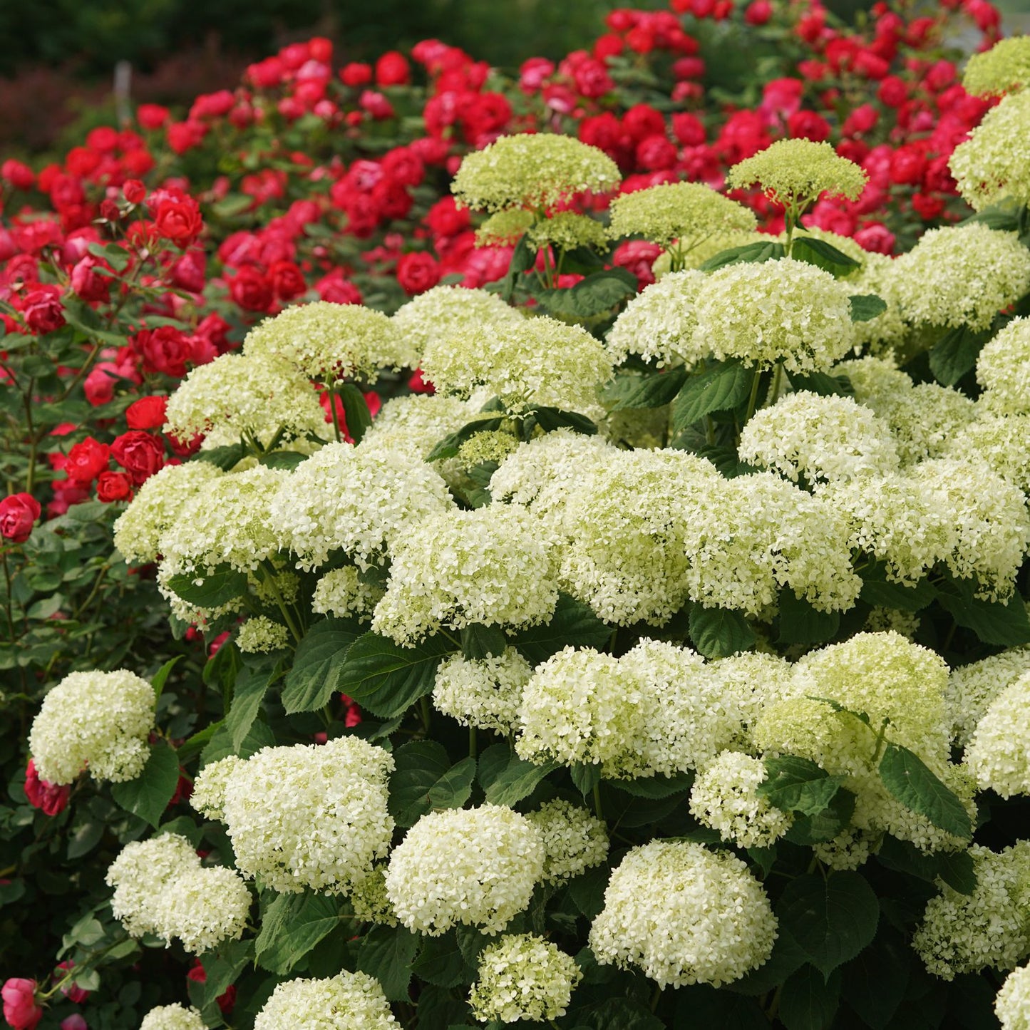 Incrediball Storm Proof™ Smooth Hydrangea - Photo Courtesy of Proven Winners, Inc.