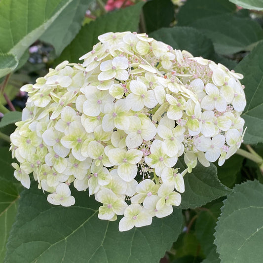 Invincibelle Sublime™ Smooth Hydrangea - Photo Property of Garden Crossings LLC