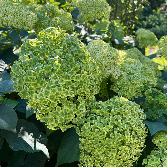 Invincibelle Sublime™ Smooth Hydrangea - Photo Property of Garden Crossings LLC