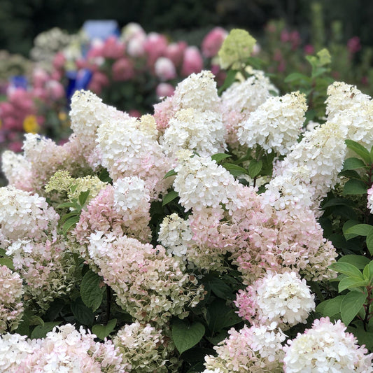 A compact shrub with clusters of light pink and white Bobo® Panicle Hydrangea flowers in full bloom, green leaves, and softly blurred pink summer blooms in the background - Photo Property of Garden Crossings LLC.