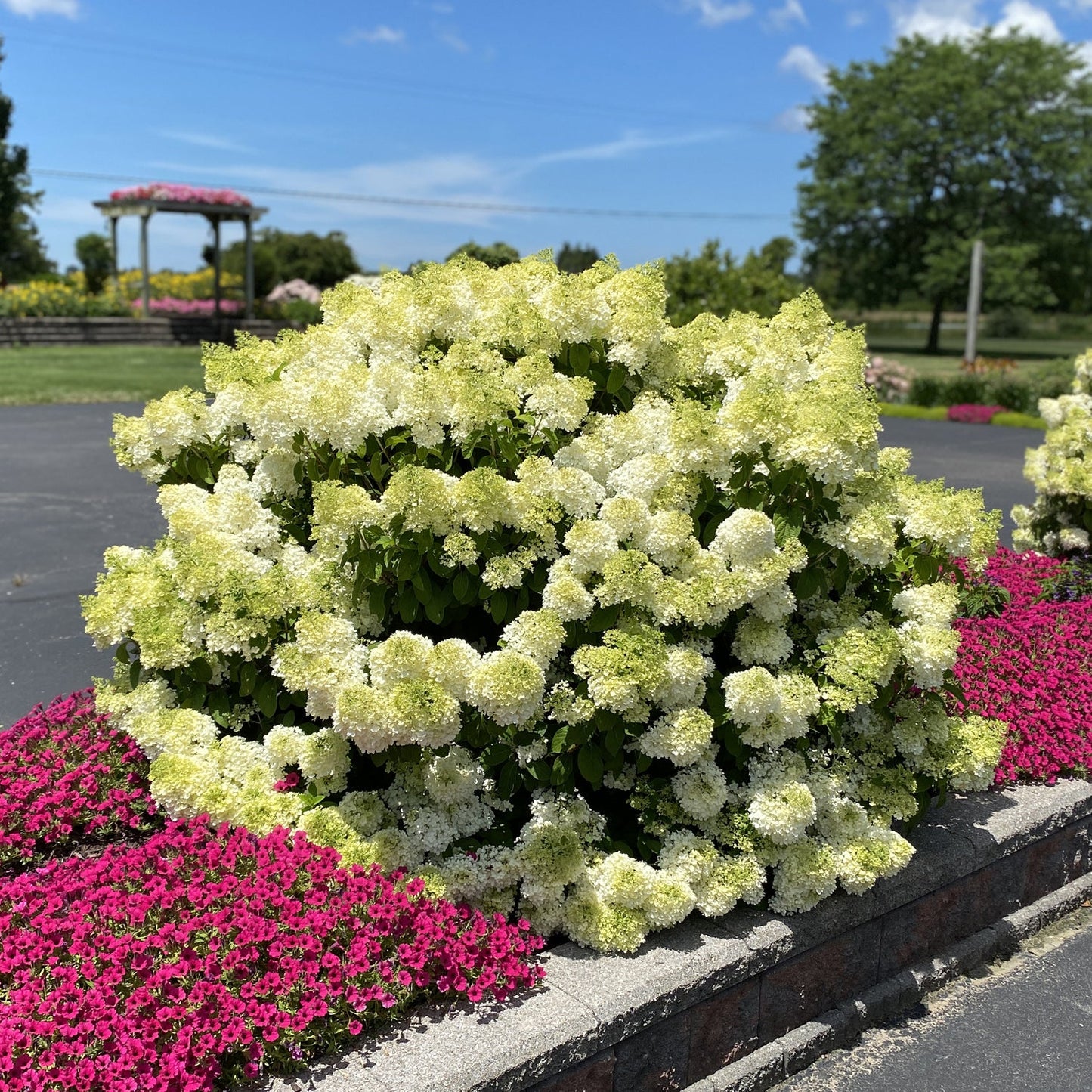 The Bobo® Panicle Hydrangea is a compact shrub that shows off clusters of white summer blooms in a raised stone bed, encircled by pink flowers under a sunny sky in a landscaped garden - Photo Property of Garden Crossings LLC.
