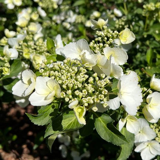 Fairytrail Bride® Cascade Hydrangea - Photo Property of Garden Crossings LLC