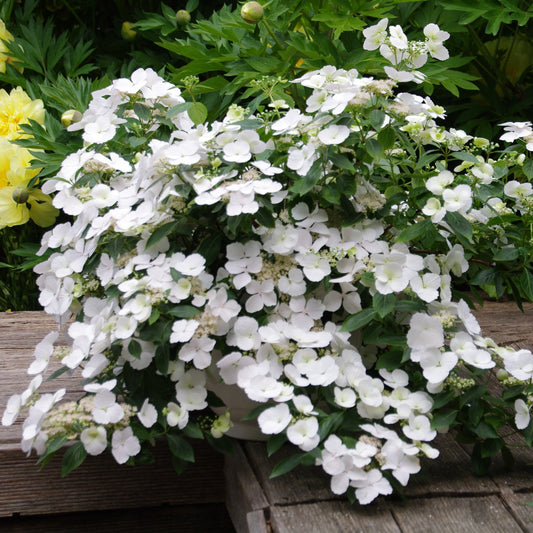A Fairytrail Bride® Cascade Hydrangea, with clusters of white flowers and green leaves, sits on a wooden bench in a garden filled with greenery and yellow blooms in the background - Photo Courtesy of Proven Winners, Inc. Decorative pot not included.