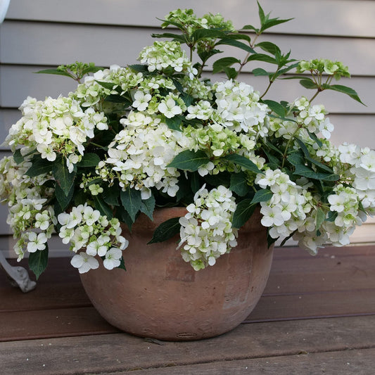 A large clay pot with a lush Fairytrail® White Cascade Hydrangea, showcasing white flower clusters and green leaves, sits on a wooden deck in front of beige siding - Photo Courtesy of Proven Winners, Inc. Decorative pot not included.