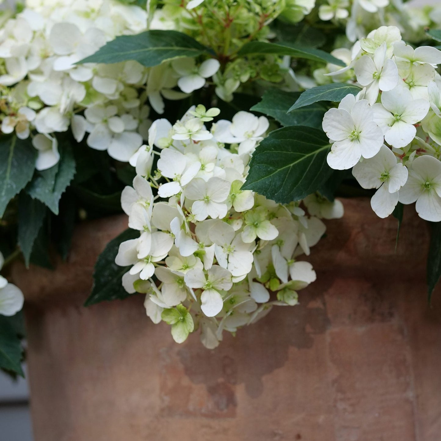 A cluster of Fairytrail® White Cascade Hydrangea blooms with green leaves spills over the edge of a large, weathered terracotta pot, highlighting the stunning beauty of this cascading hydrangea in full flower - Photo Courtesy of Proven Winners, Inc. Decorative pot not included.