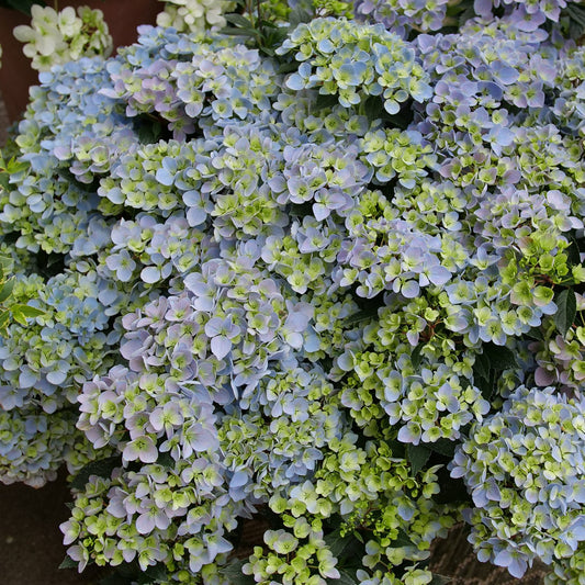 Fairytrail Fresco™ Cascade Hydrangea - Photo Courtesy of Proven Winners, Inc.