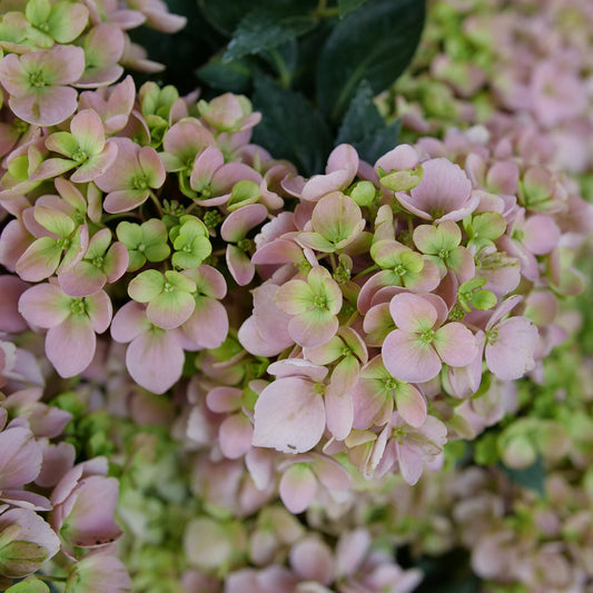 Fairytrail Fresco™ Cascade Hydrangea - Photo Courtesy of Proven Winners, Inc.