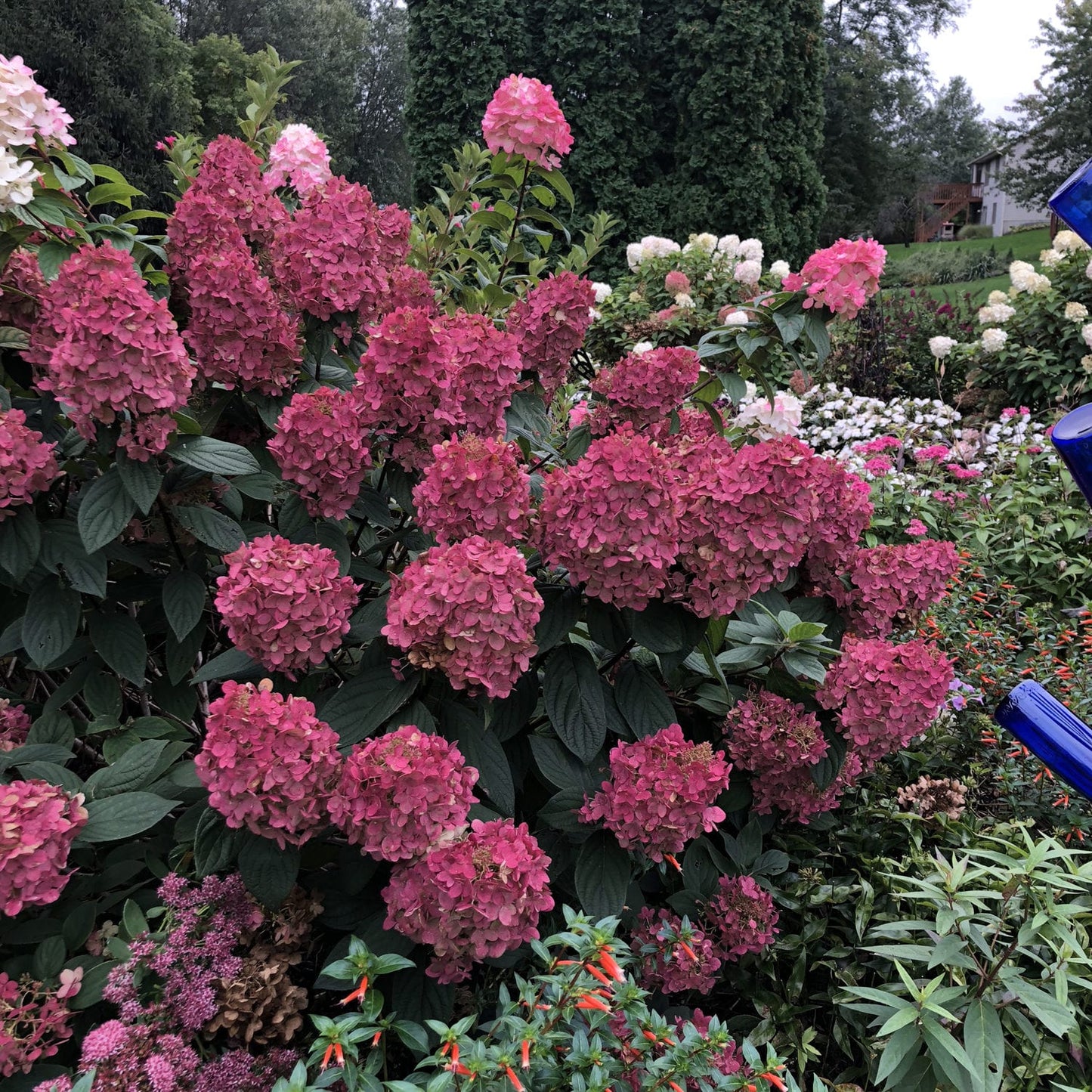 Fire Light® Panicle Hydrangea features large pink blooms amid green leaves and other flowers in a lush garden, with trees and a house in the background. This hardy flowering shrub adds striking color to any landscape. - Photo Property of Garden Crossings LLC
