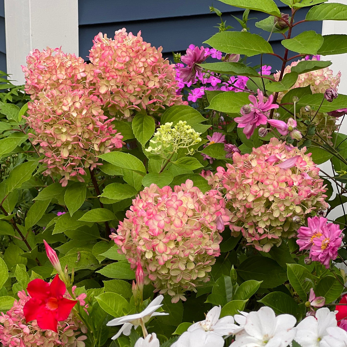Fire Light Tidbit® Panicle Hydrangea blooms, with lush leaves and other colorful flowers, are set against a blue house exterior with white trim. - Photo Property of Garden Crossings LLC