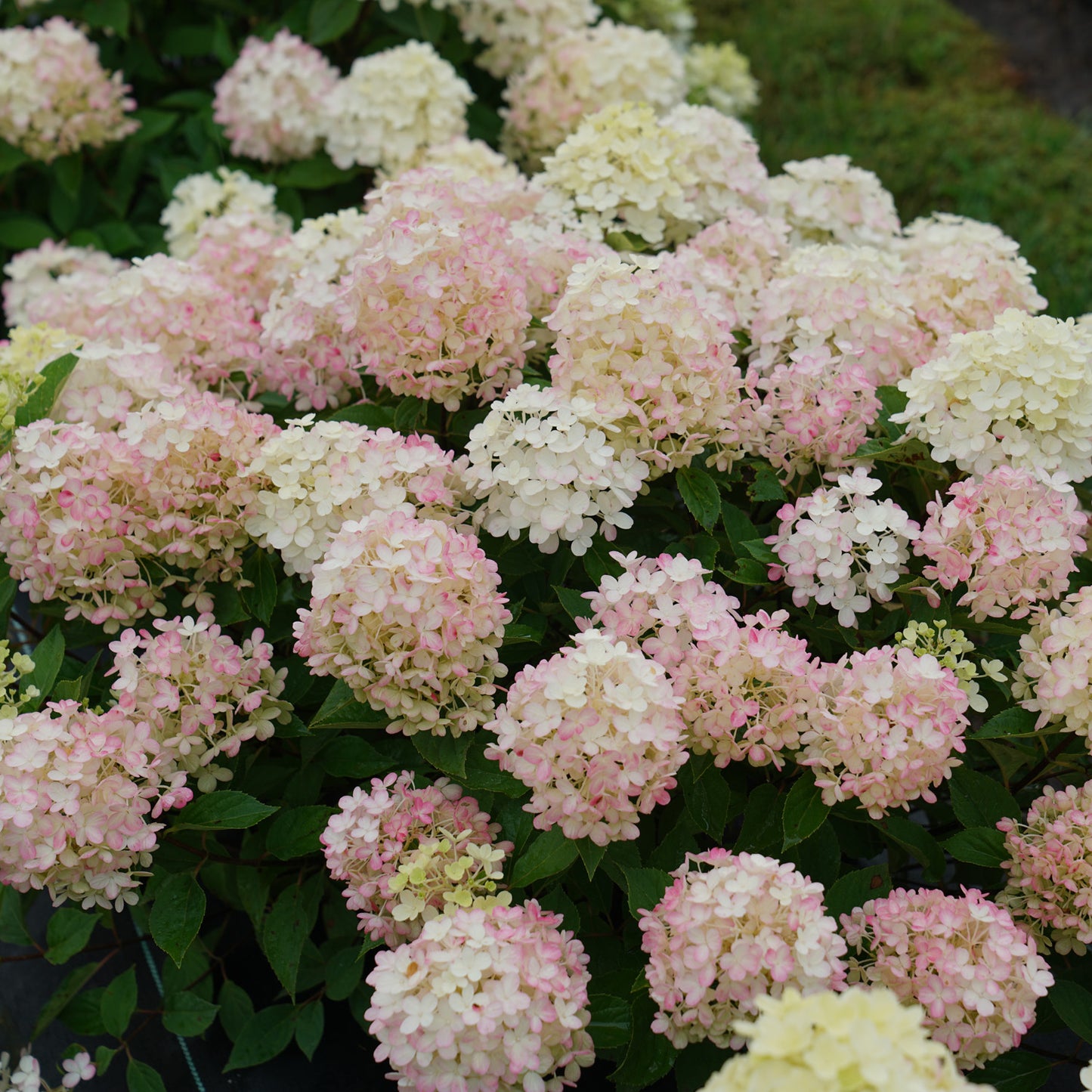 Quick Fire Fab® Panicle Hydrangea - Photo Courtesy of Proven Winners, Inc.