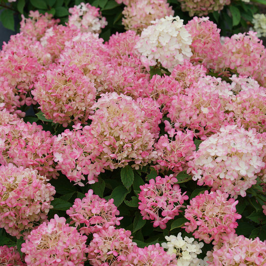 Quick Fire Fab® Panicle Hydrangea - Photo Courtesy of Proven Winners, Inc.