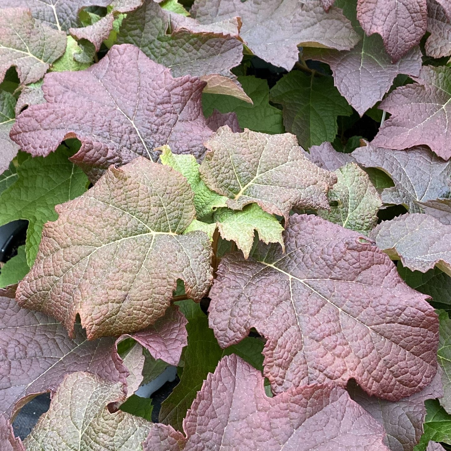 Close-up of large, textured Gatsby Gal® Oakleaf Hydrangea leaves in green, purple, and reddish-brown. The prominent veins and wavy edges create a dense, layered look unique to this compact hydrangea variety. - Photo Property of Garden Crossings LLC