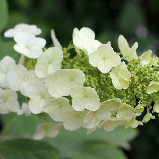 Gatsby Gal® Oakleaf Hydrangea - Photo Courtesy of Proven Winners, Inc.