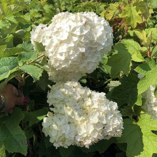 Gatsby Moon® Oakleaf Hydrangea - Photo Property of Garden Crossings LLC