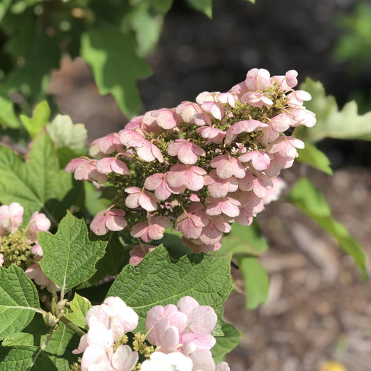 A cluster of pale pink Gatsby Pink® Oakleaf Hydrangea flowers with green leaves, brightly lit by sunlight, stands out against a softly blurred brown and green background. - Photo Property of Garden Crossings LLC