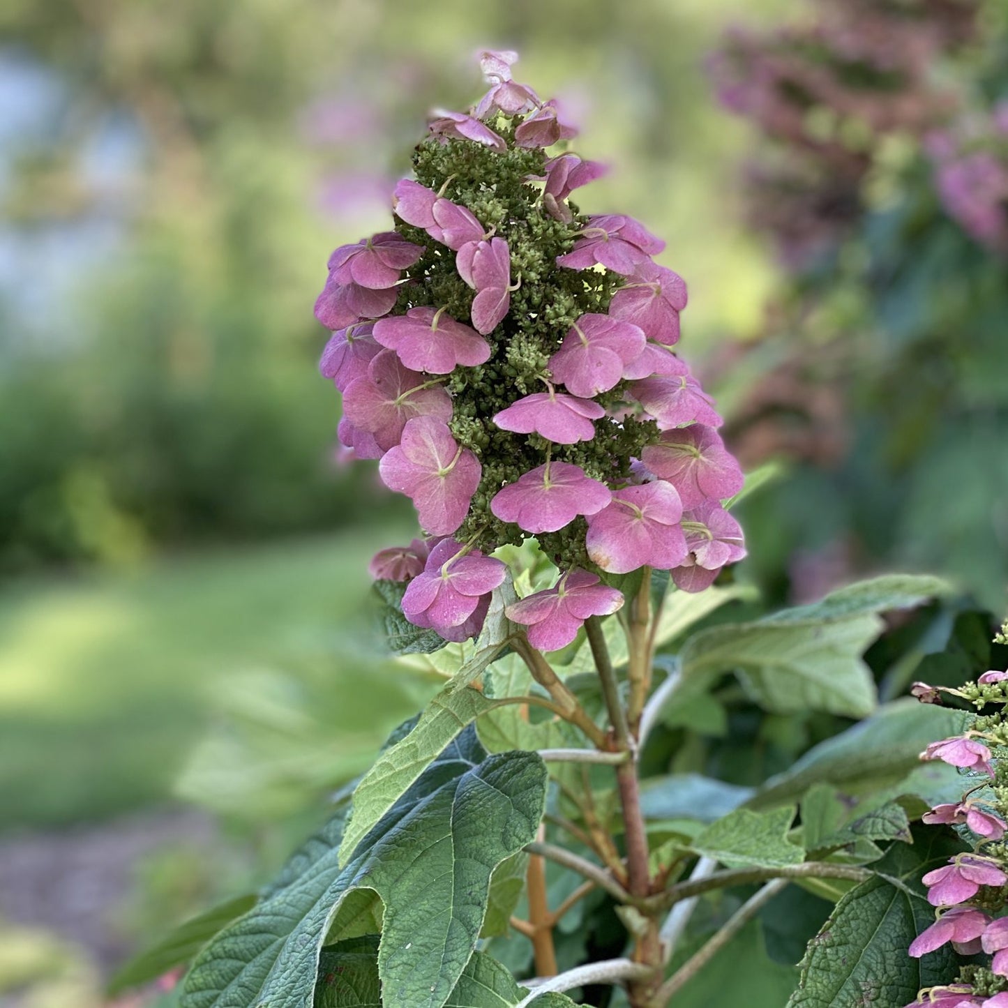 Gatsby Pink® Oakleaf Hydrangea - Photo Property of Garden Crossings LLC