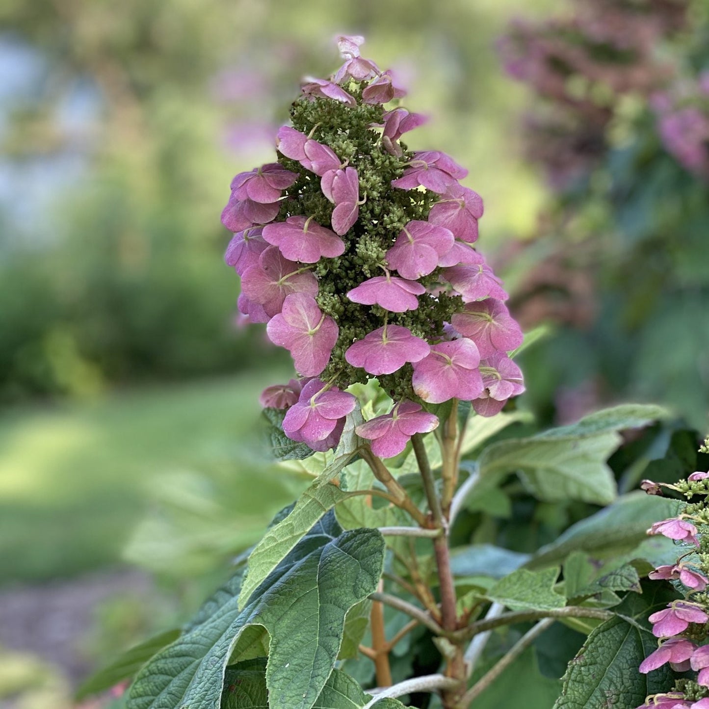 A close-up of a blooming Gatsby Pink® Oakleaf Hydrangea cluster with layered petals, surrounded by green leaves - Photo Property of Garden Crossings LLC