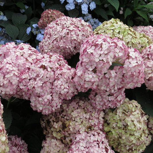 Incrediball® Blush Smooth Hydrangea - Photo Property of Garden Crossings LLC