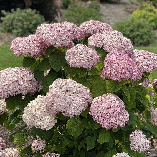 Incrediball® Blush Smooth Hydrangea - Photo Property of Garden Crossings LLC
