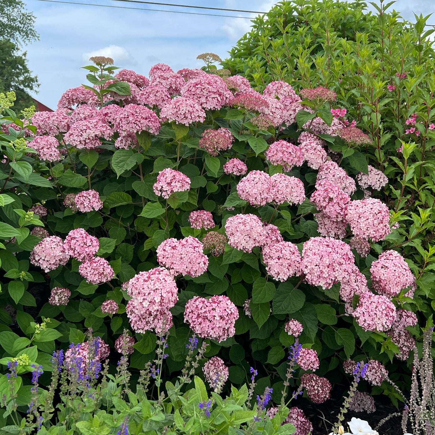 A large flowering shrub covered in pink Incrediball® Blush Smooth Hydrangea blooms brightens the garden, surrounded by green foliage and other plants, with a blue sky and power line visible in the background. - Photo Property of Garden Crossings LLC