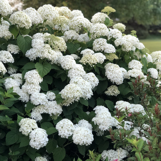 Incrediball® Smooth Hydrangea - Photo Property of Garden Crossings LLC