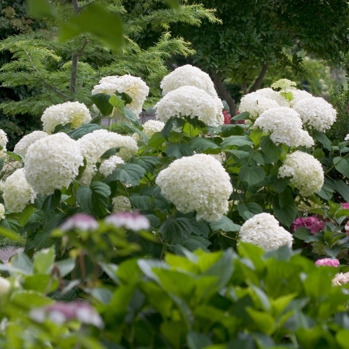Incrediball® Smooth Hydrangea - Photo Courtesy of Proven Winners, Inc.