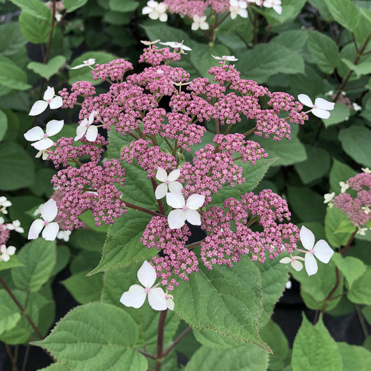 Invincibelle Lace® Smooth Hydrangea - Photo Courtesy of Proven Winners, Inc.
