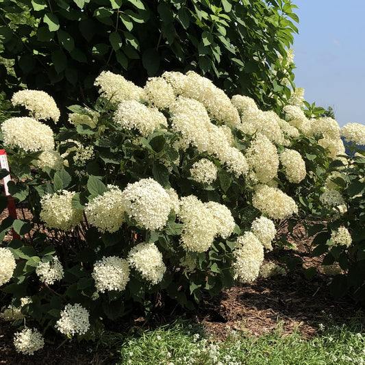 Invincibelle Limetta® Smooth Hydrangea - Photo Property of Garden Crossings LLC