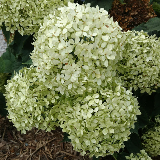 Invincibelle Limetta® Smooth Hydrangea - Photo Property of Garden Crossings LLC