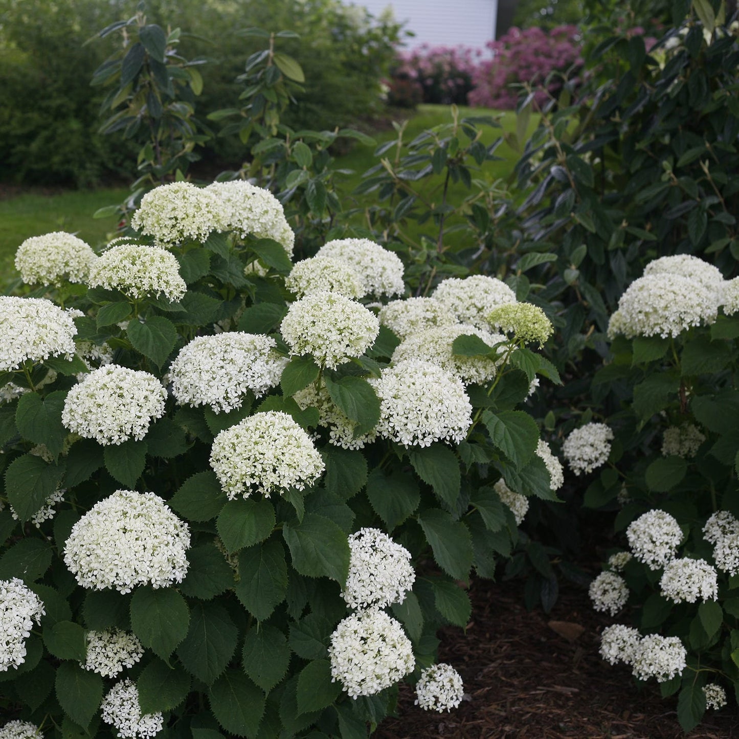 Invincibelle Limetta® Smooth Hydrangea - Photo Courtesy of Proven Winners, Inc.