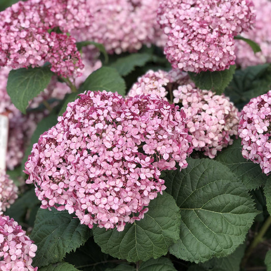 Invincibelle Mini Mauvette® Smooth Hydrangea - Photo Property of Garden Crossings LLC