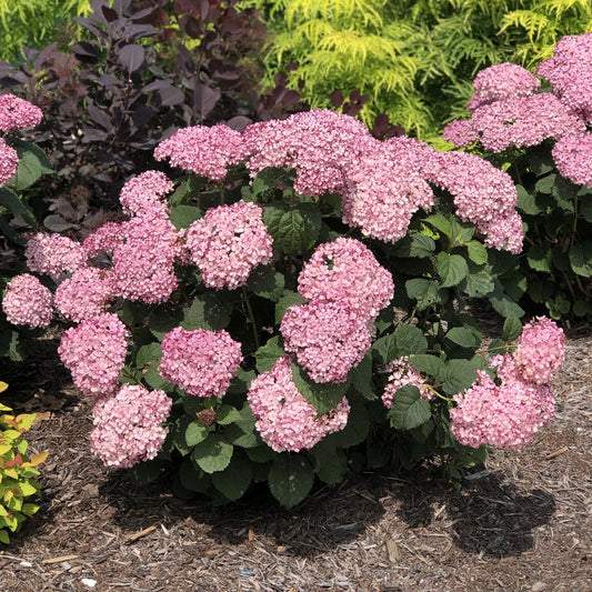 Invincibelle Mini Mauvette® Smooth Hydrangea, a compact shrub from Proven Winners, features clusters of light pink blooms amid lush green and yellow foliage, adding beauty to any garden bed. - Photo Property of Garden Crossings LLC