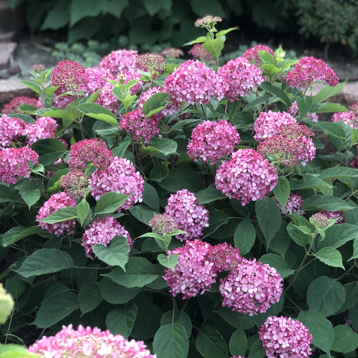 Invincibelle Mini Mauvette® Smooth Hydrangea - Photo Property of Garden Crossings LLC