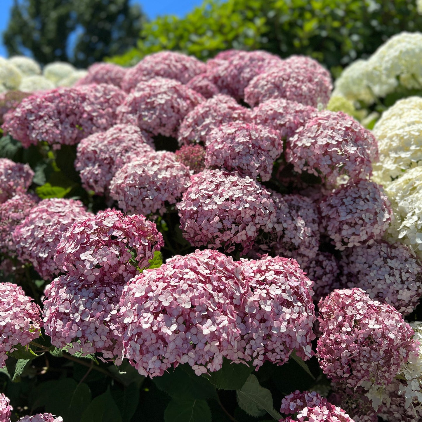 Clusters of pink and white Invincibelle® Spirit II Smooth Hydrangea flowers bloom among green leaves outdoors beneath a bright blue sky. - Photo Property of Garden Crossings LLC