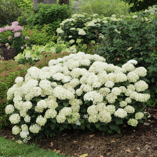 Invincibelle Wee White® 2.0 Smooth Hydrangea - Photo Courtesy of Proven Winners, Inc.