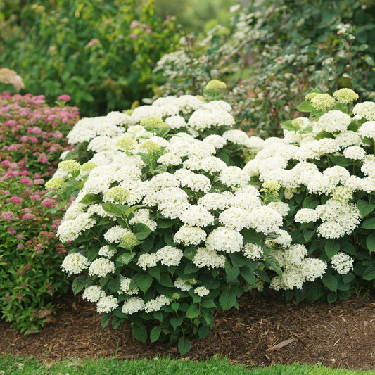 Invincibelle Wee White® 2.0 Smooth Hydrangea blooms with compact white flowers in a garden bed, surrounded by mulch and lush green foliage, while pink flowering plants appear to the left and more greenery fills the background. - Photo Courtesy of Proven Winners, Inc.