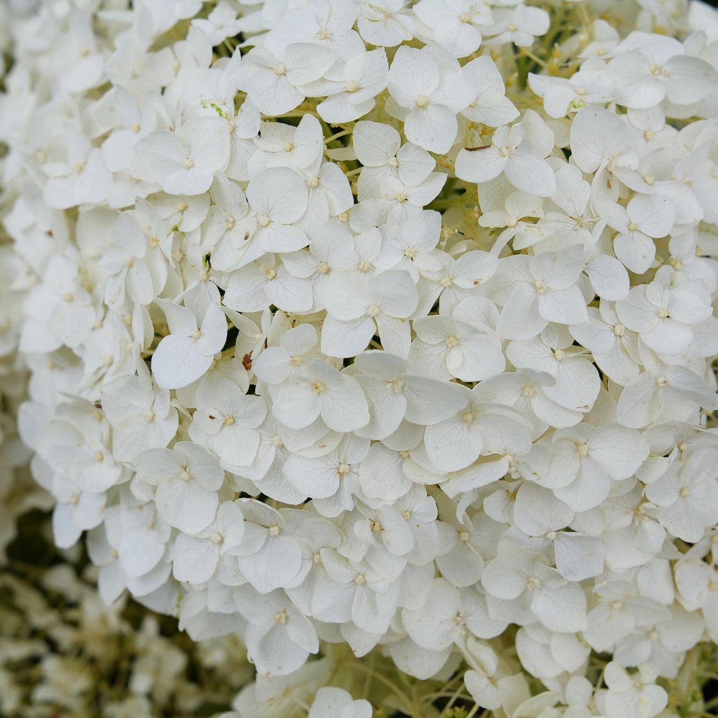 Close-up of a large cluster of Invincibelle Wee White® 2.0 Smooth Hydrangea, showing its densely packed, delicate petals that form a soft and textured floral display on this compact hydrangea variety. - Photo Courtesy of Proven Winners, Inc.