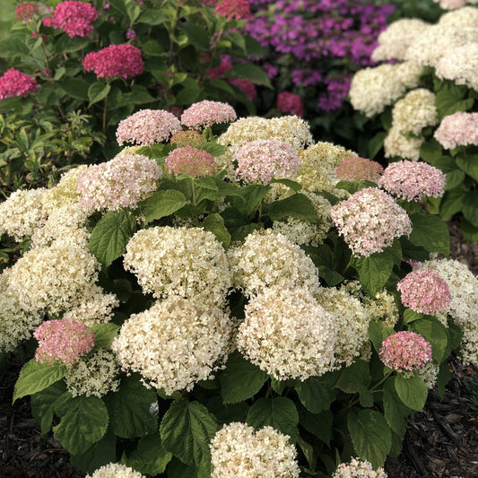 A garden bed features clusters of blooming hydrangeas, including the compact Invincibelle Wee White® Smooth Hydrangea with white and pale pink flowers in the foreground and bright pink blooms with green leaves in the background. - Photo Property of Garden Crossings LLC