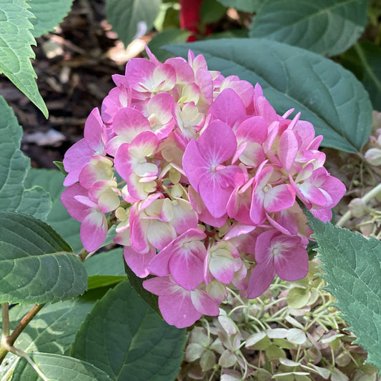 A close-up of a Let's Dance Arriba!® Bigleaf Hydrangea flower cluster, a striking reblooming variety, set among lush green leaves in the garden. - Photo Property of Garden Crossings LLC