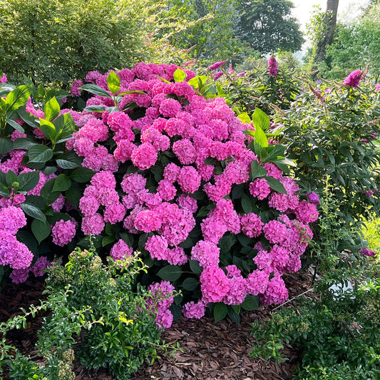 A large Let's Dance Arriba!® Bigleaf Hydrangea bush blooms with vibrant pink flowers among green foliage and mulch in a sunny garden. - Photo Property of Garden Crossings LLC