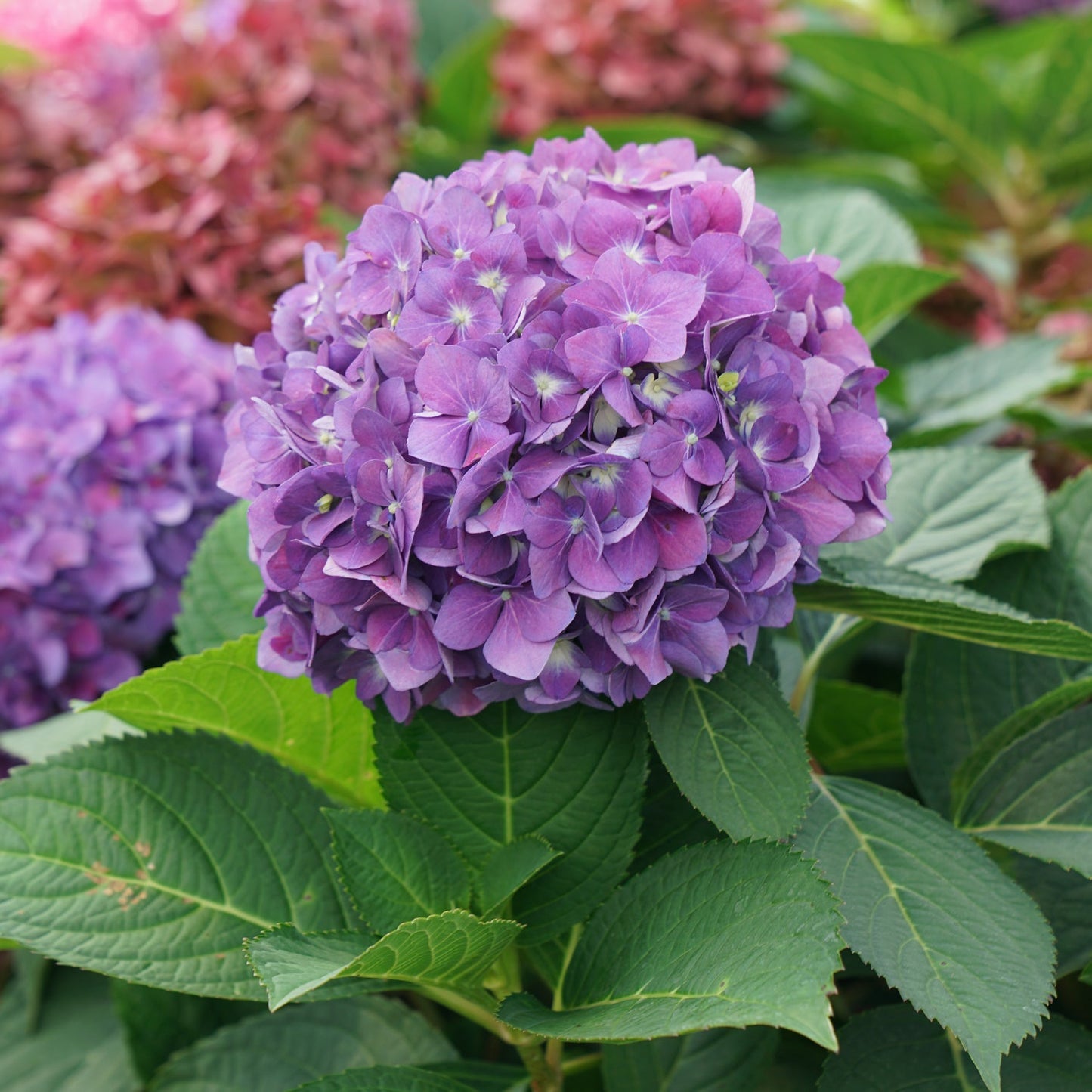 A close-up of a vivid purple Let's Dance Arriba!® Bigleaf Hydrangea bloom with lush green leaves, while more reblooming hydrangea flowers and foliage appear softly blurred in the background. - Photo Courtesy of Proven Winners, Inc.