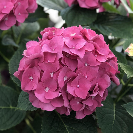 A close-up of a vibrant pink Let's Dance Big Band® Bigleaf Hydrangea bloom with delicate petals, set among lush green leaves—a striking example of reblooming hydrangea beauty.
